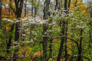 Along the Skyline Parkway-8887.jpg